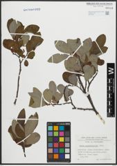Foto von Salix appendiculata Vill.
